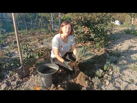 Видео: Осенняя посадка ЛАВАНДЫ.Однолетий кустик🌱