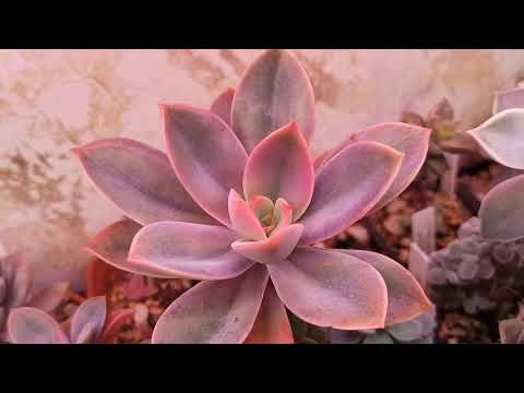 Видео: Обзор моей коллекции суккулентов. Часть 4