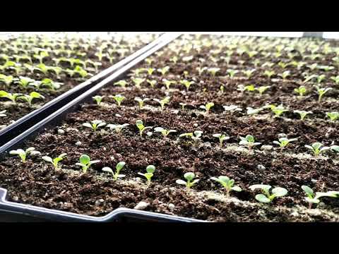 Видео: Как мы сеем ПЕТУНИИ? Правильная ДОСВЕТКА! ТЕМПЕРАТУРА! ВЛАЖНОСТЬ!