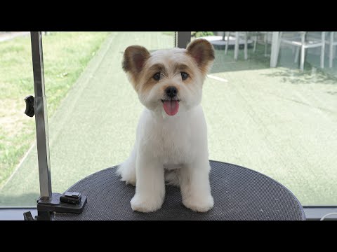 Видео: Нет ничего милее этой собаки.