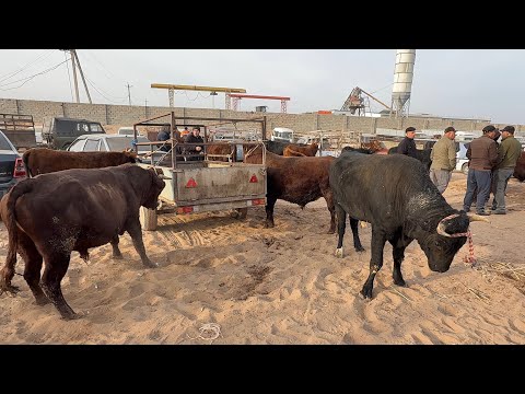 Видео: ЭЛЛИККАЛА БУСТОН КАТТА БУКАЛАР НАРХЛАРИ 13 ноября 2025 г.