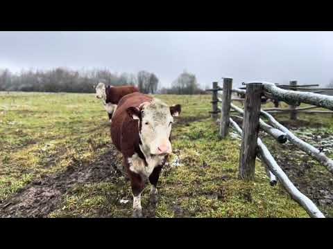 Видео: Коровы ушли из хозяйства 😰 😱#герефорд #корова #хозяйство #ферма #мяснойскот #содержание #проблемы