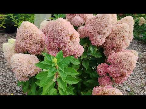 Видео: Гортензия Summer Love 🌸🌸🌸