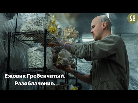 Видео: ЕЖОВИК ГРЕБЕНЧАТЫЙ: рис или грибы? Мицелий или Плодовое тело?О чём молчат продавцы и производители?