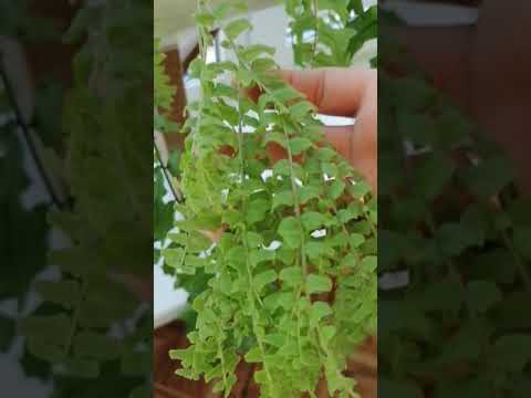 Видео: Чудеса природы, Нефролеписы.