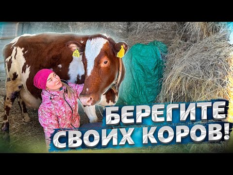 Видео: ЧП на хозяйстве. Чуть не произошла трагедия! Будьте аккуратнее | Молодая Ферма