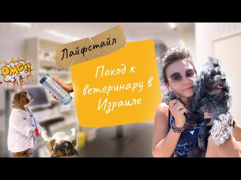 Видео: Поход к ветеринару в Израиле | Обзор услуг