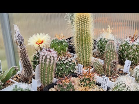 Видео: Обзор теплицы в сентябре 🌵🌸 #cactus #kaktus #plants #succulent 