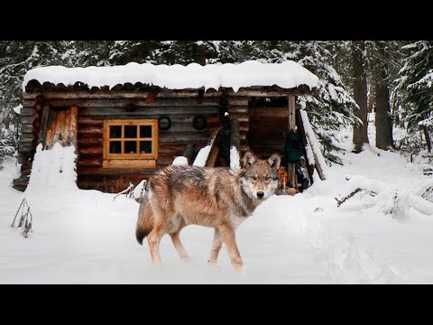 Видео: 🐺Таежный Случай.