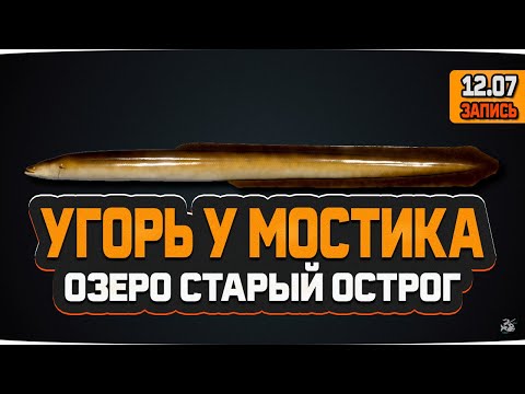 Видео: Озеро Старый Острог. Угорь у мостика — Русская Рыбалка 4