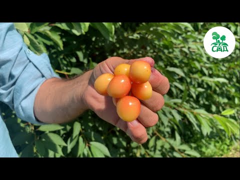 Видео: СОРТА ЧЕРЕШНИ И ДЮКА ЖИВОЙ ОБЗОР