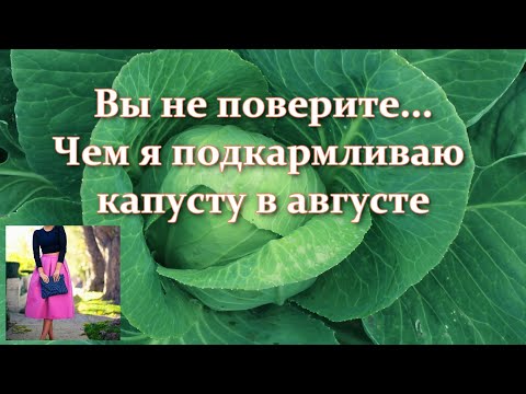 Видео: Чем подкормить и удобрять капусту в августе в период завязывания кочанов. Подкормка поздней капусты