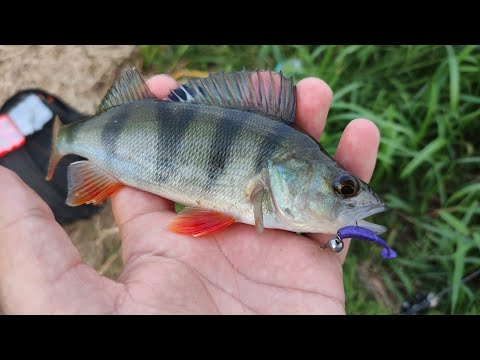 Видео: Ловля наThirty 34 Four Advancement PSR-60The Next Stage та наGamakatsu Luxxe Yoihime HanaS69FL-Solid