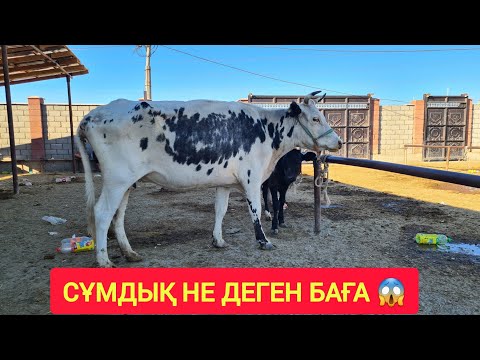 Видео: ҚЫЗЫЛОРДА МАЛ БАЗАРЫ, ЖЫЛҚЫ СИЫР ҚОЙ БАҒАЛАРЫ.