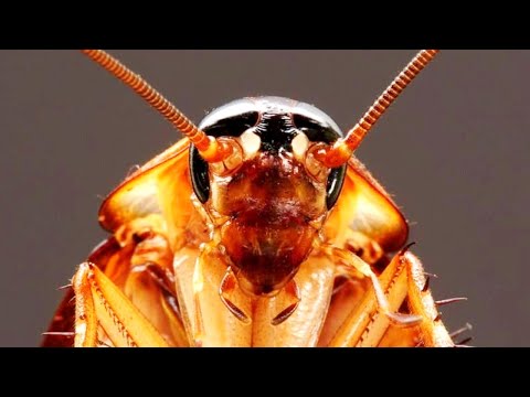 Видео: Самые живучие насекомые