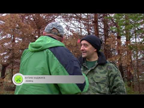 Видео: Лов на диви свине в Родопите / 18.11.2017