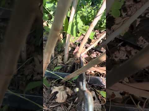 Видео: Формировка и обрезка золотистой смородины (капитан)