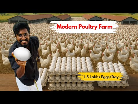 Видео: Начинали с 30 000 цыплят 🐣 Теперь 1,5 лакха кур 🐓 | Agrotill #farming
