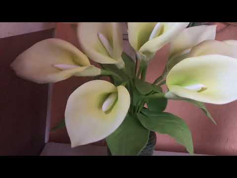 Видео: Каллы,каллы......,