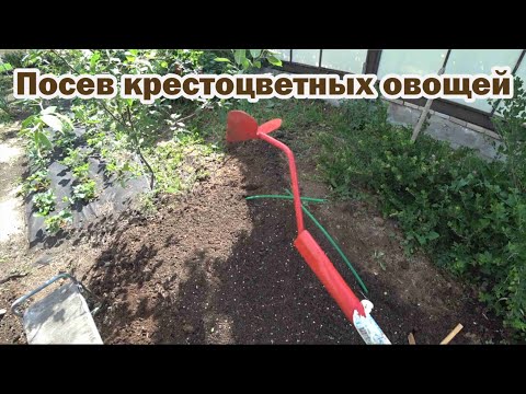 Видео: Успейте посадить эти овощи в течение последней недели июня