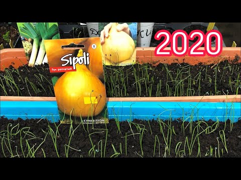 Видео: Лук эксибишен после всходов.Что делаем дальше