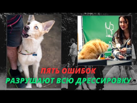 Видео: Ужасные ошибки дрессировки щенка: исправление