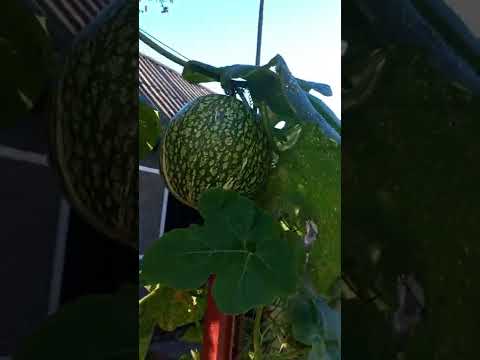 Видео: Осінні замальовки.Грибочки, кумедні гарбузки. Початок цвітіння хризантем.