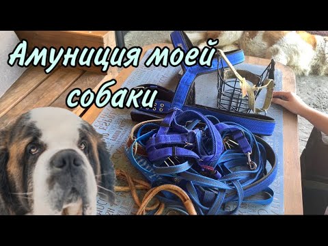 Видео: Обзор амуниции для большой собаки | Чем я пользуюсь? | СЕНБЕРНАР