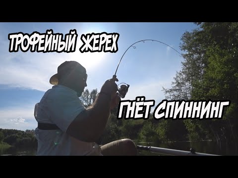 Видео: ТРОФЕЙНЫЙ ЖЕРЕХ гнет спиннинг в дугу! Голавль, красноперка, окунь, щука летом на ультралайт. р. Сейм