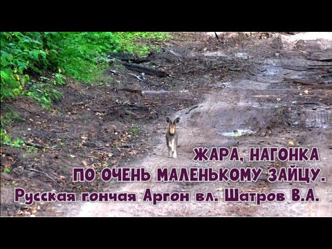Видео: ЖАРА, НАГОНКА ПО ОЧЕНЬ МАЛЕНЬКОМУ ЗАЙЦУ.Русская гончая Аргон вл. Шатров В.А. #охотасгончей#hunting
