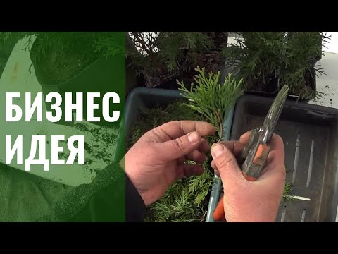 Видео: Идея для бизнеса... Всё на тех же декоративных растениях )))