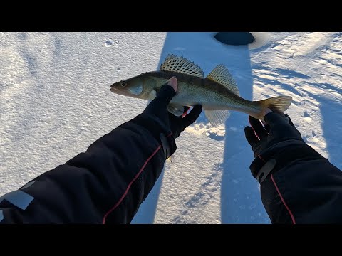 Видео: Аргази.Учусь ловить судака.