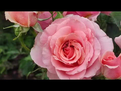 Видео: РОЗЫ. Начало цветения. Подкормки роз.