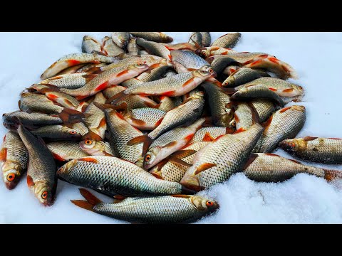 Видео: НЕ УСПЕВАЕМ НА ДВЕ УДОЧКИ ТЯГАТЬ! рыбалка по первому льду в палатке