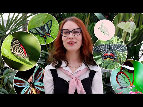 Видео: Самые удивительные крылья бабочек (2 часть)