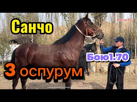 Видео: Санчо тектуу Аттын балдары +996-709-008-100. 18 ноября 2025 г.