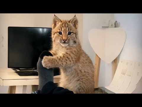 Видео: Я живу с самой вежливой и милой рысью в мире.