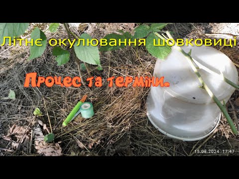 Видео: Літнє окулювання шовковиці.Процес та терміни.