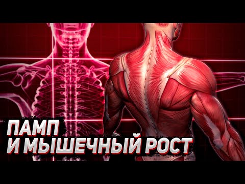 Видео: А. Замятин. Памп и мышечный рост. Капилляризация. Выносливость. Периодизация.