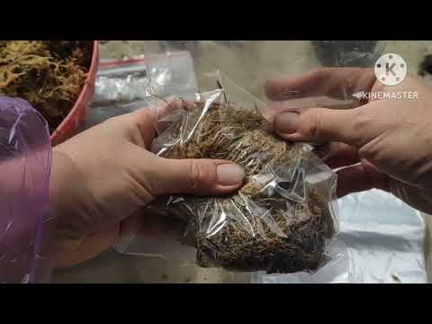 Видео: Зимовка тропических нимфей