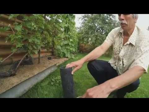 Видео: Обустройство дренажей на моем участке. Виноградник Вадима Точилина.