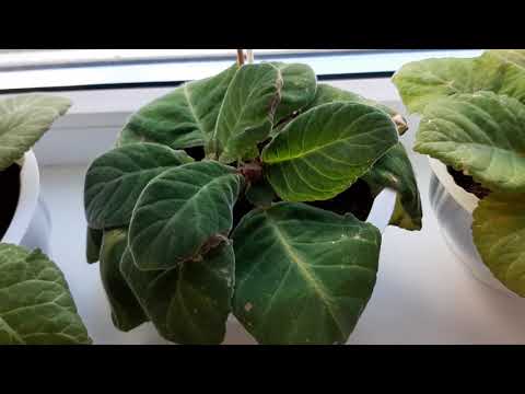 Видео: Вот так выглядят мои глоксинии после обработки инсектицидами.Трипс и клещ побежден!!!