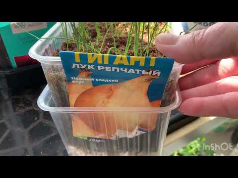 Видео: Обзор и уход за рассадой лука.3 марта 2024 г.