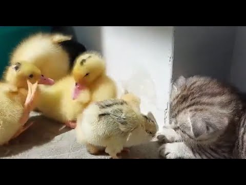 Видео: 🐱Образцовый котик!