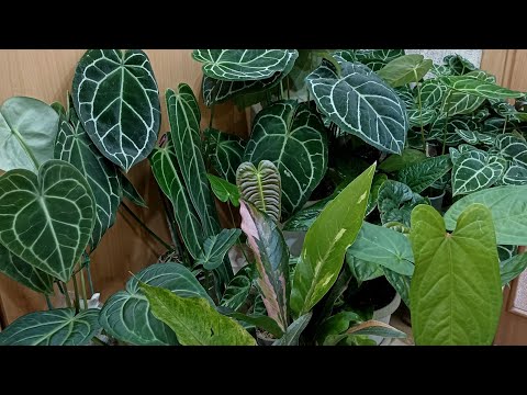 Видео: АНТУРИУМЫ. Обзор моей коллекции, ПРОДАЖА деток