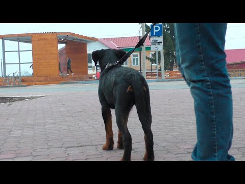 Видео: Щенок Ротвейлера Адель самая первая прогулка по городу