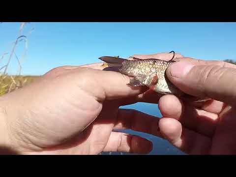 Видео: На хищника в сентябре/ловля щуки на поплавок/старицы Березины/Бобруйский район/Беларусь!