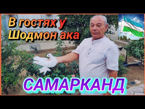 Видео: Игровые голуби! В гостях у Шодмон ака.#Обзор голубятни.Двухчубые голуби с игрой.Узбекистан Самарканд