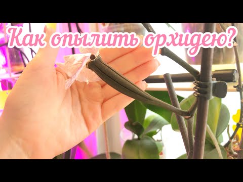 Видео: Семенная коробочка • КАК ОПЫЛИТЬ ОРХИДЕЮ?