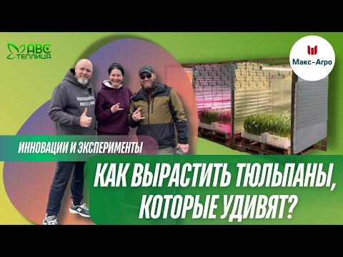 Видео: Выгонка тюльпанов: какие технологии дают лучший результат? Качество тюльпанов - это не случайность?!